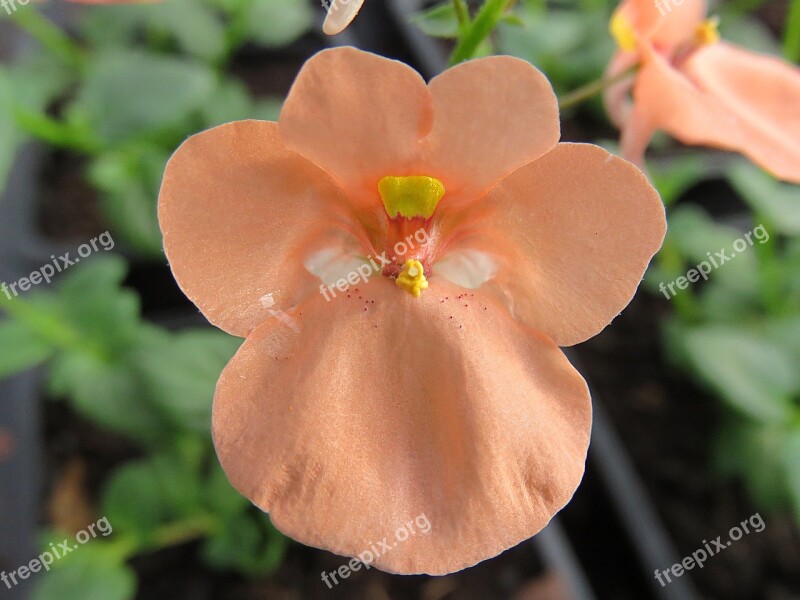 Nature Flower Salmon Diascia Free Photos