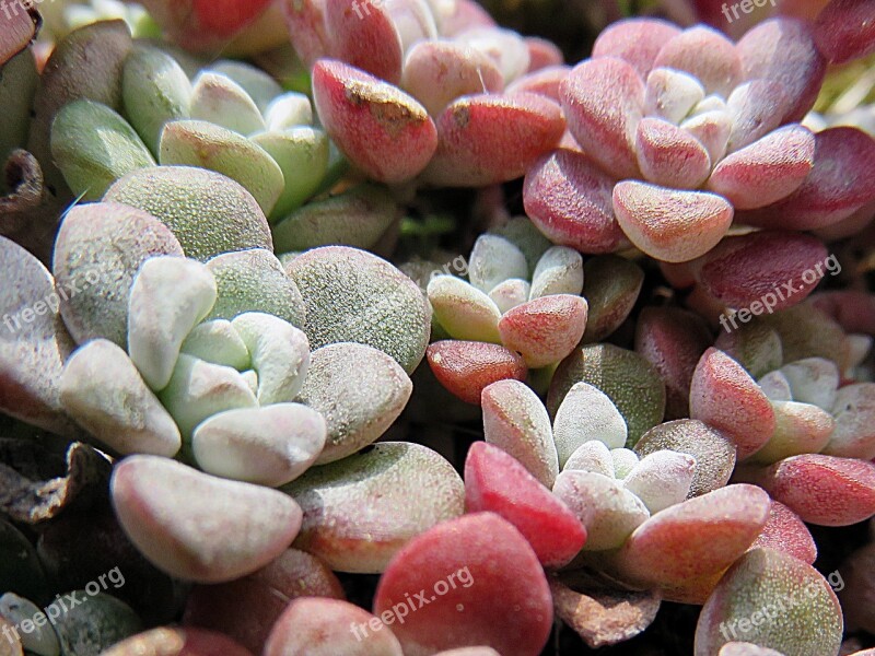 Nature Plant Sedum Grey Pink