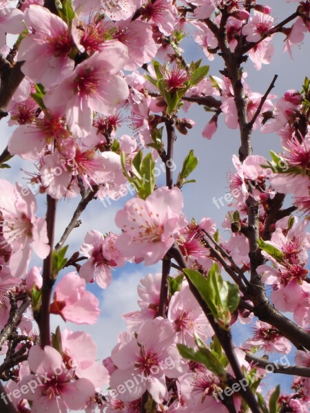 Spring Almond Pink Season Free Photos