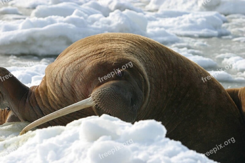 Walrus Cow Nature Wildlife Ice