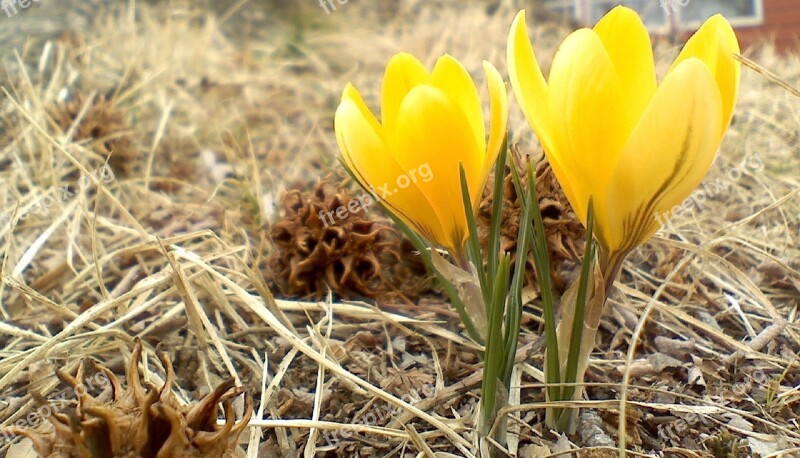 Flower Crocus Snow Yellow Blooming