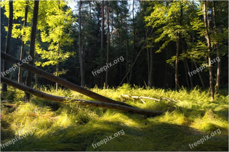 Forest Nature Tree Litter Roslinnosc