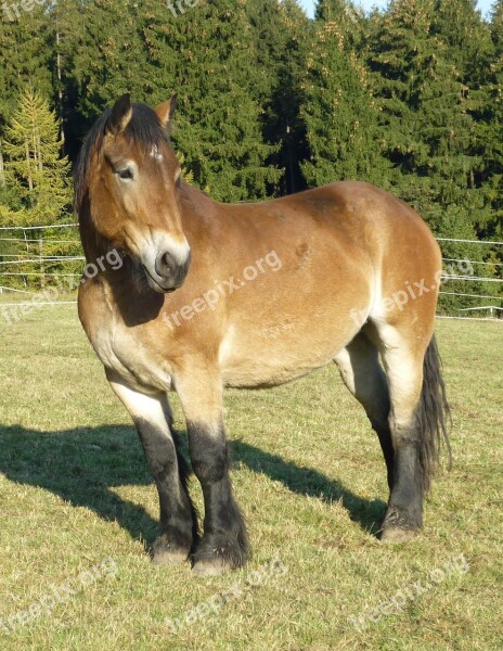 Kaltblut Mare Horse Nature Animal