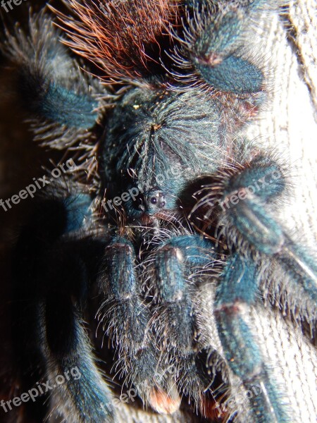 Spider Tarantula Arachnid Animal Hairy