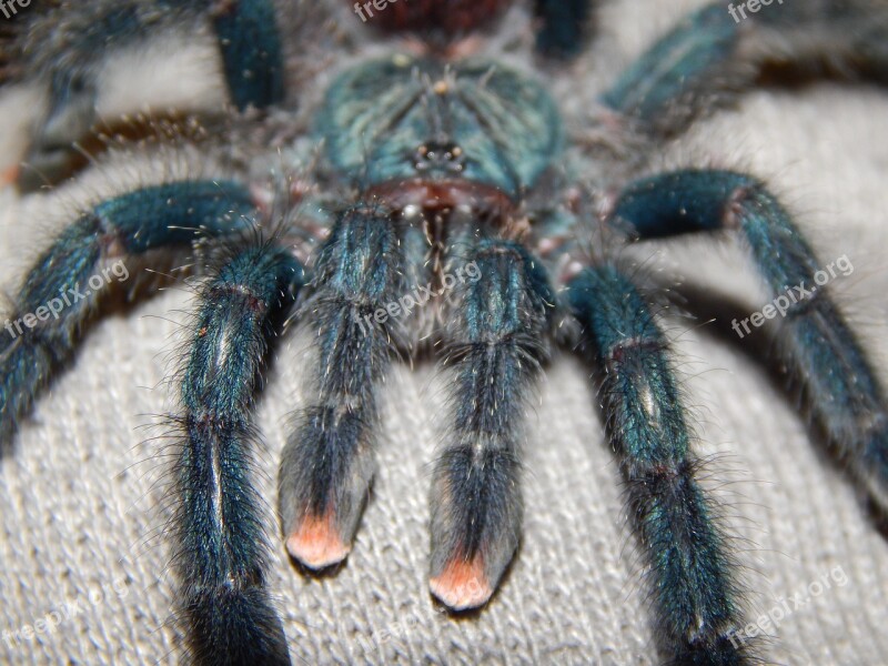 Spider Tarantula Arachnid Animal Hairy