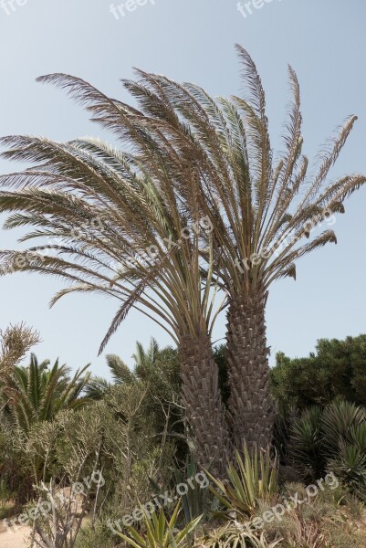 Palm Trees Fuerteventura Nature Landscape Canary Islands