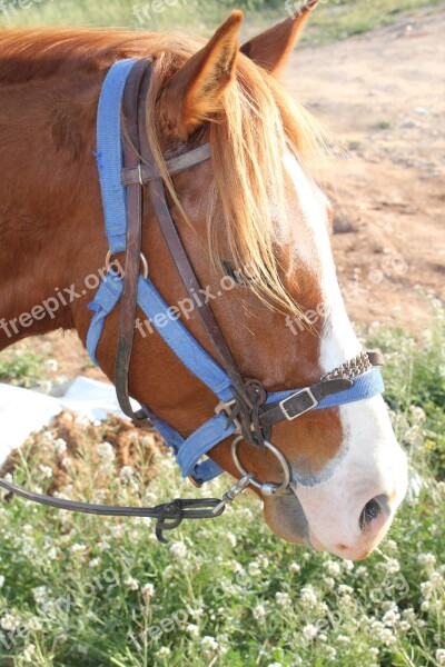 Horse Brown Nature Face Looking