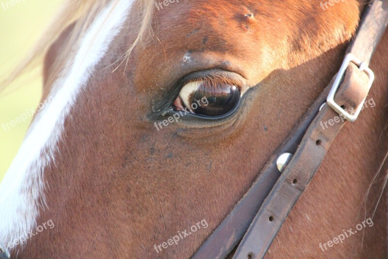 Horse Animal Brown Pets Horse Head