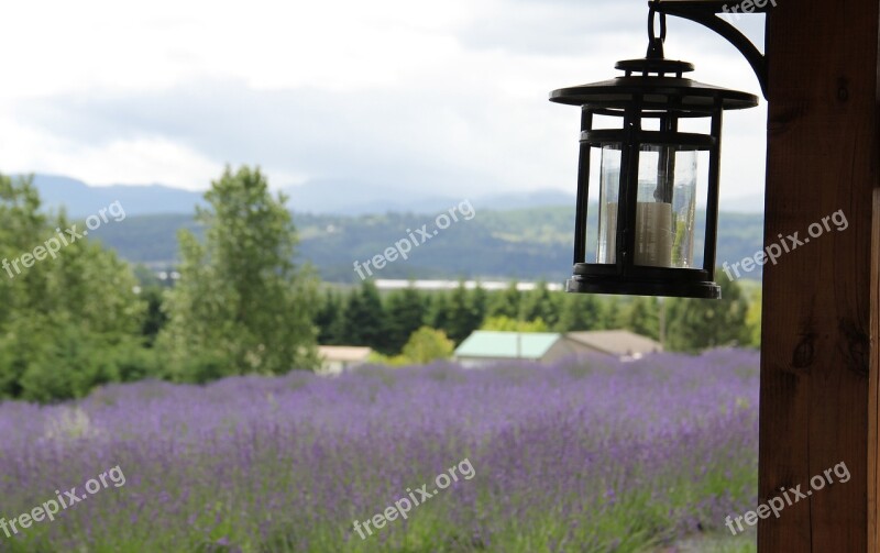 Oregon Landscape Lavender Nature America