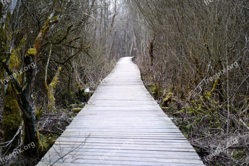 Wood Planks Planks Away Path Wooden Track