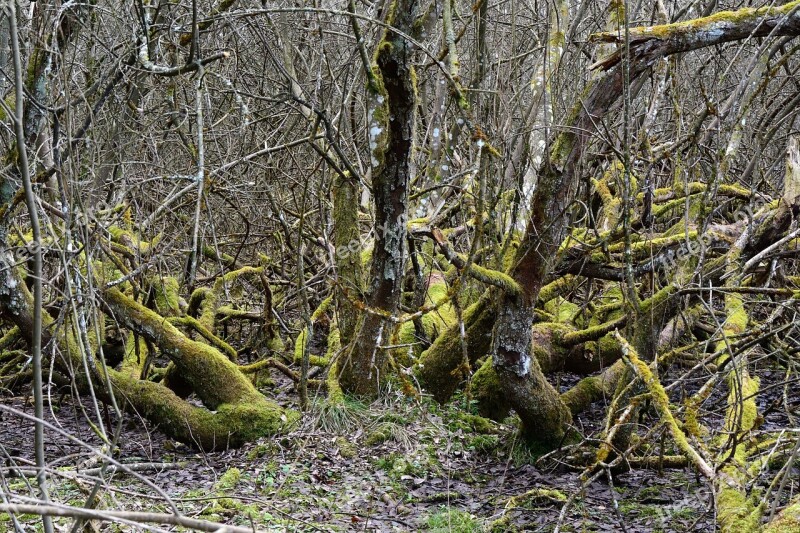 Scrub Hedge Branches Wilderness Plant