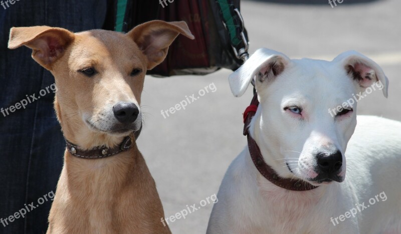 Dogs Dog On Leash Peaceful Hybrid