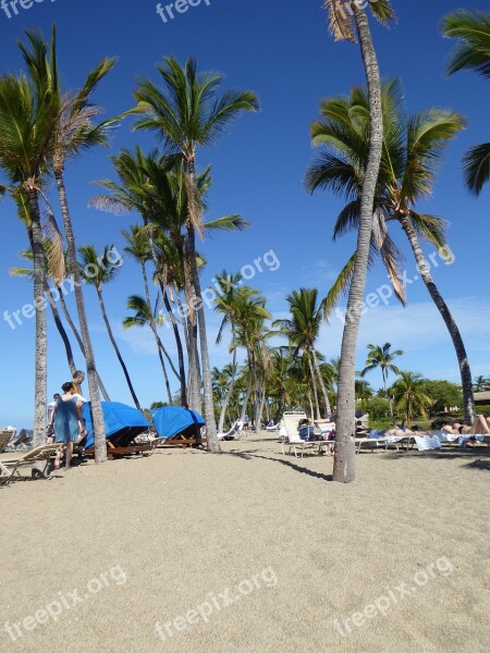 Palm Trees Hawaii Vacations Beach Sea