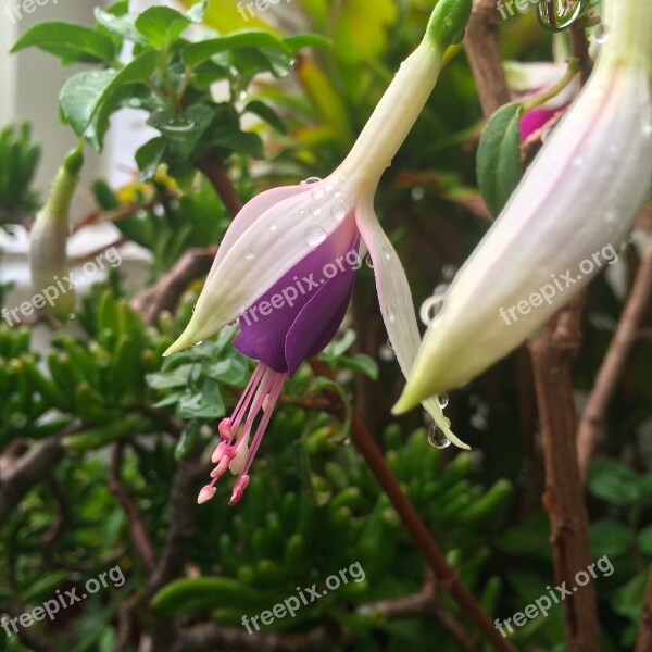 Fuchsia Flower Purple Natural Garden