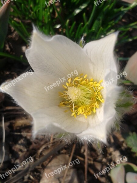 Pulsatilla Early Bloomer Blossom Bloom Spring