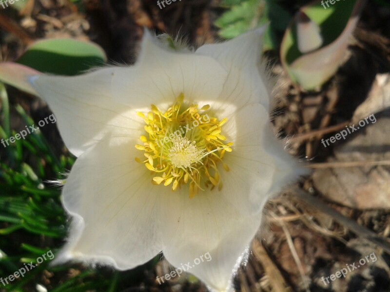 Pulsatilla White Pasque Flower Spring Early Bloomer