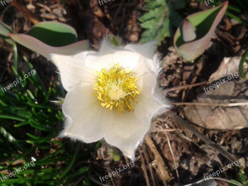 Pulsatilla Pasque Flower Spring Nature Blossom