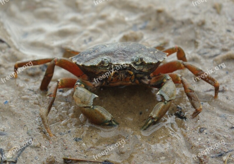 Crab Beach Sand Summer Sea