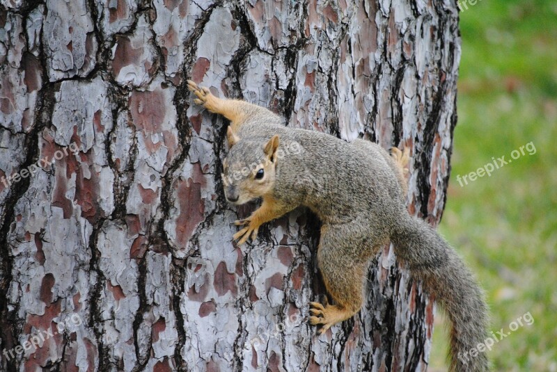 Squirrel Crawl Wild Animal Wildlife