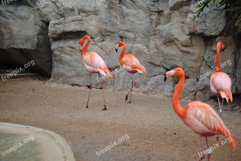 Flamingo Pink Bird Animal Nature