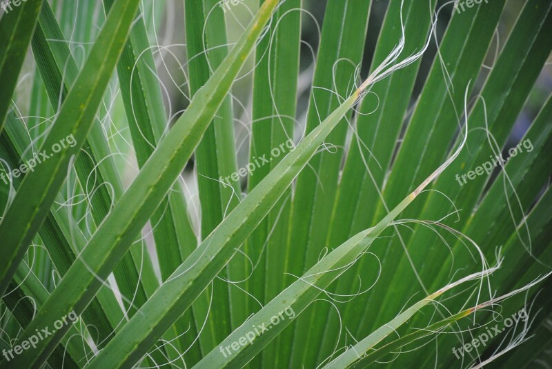 Leaf Green Nature Plant Summer