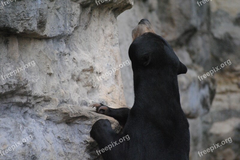 Black Bear Animal Wildlife Nature