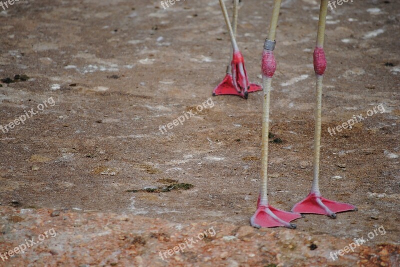 Flamingo Legs Bird Pink Nature