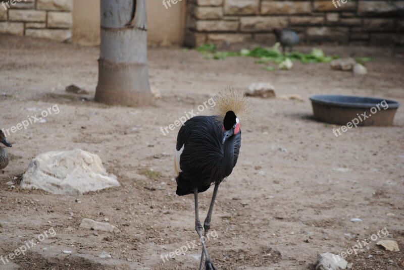 Bird Hair Poof Black Portrait