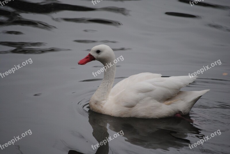 White Swan Bird Nature Water