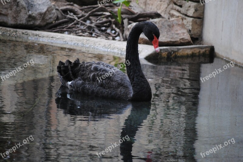 Black Swan Nature Bird Water