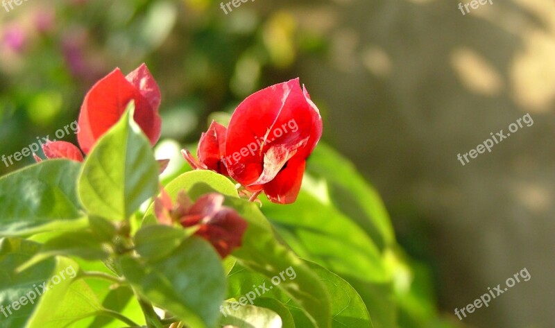 Flower Red Plant Nature Rosa