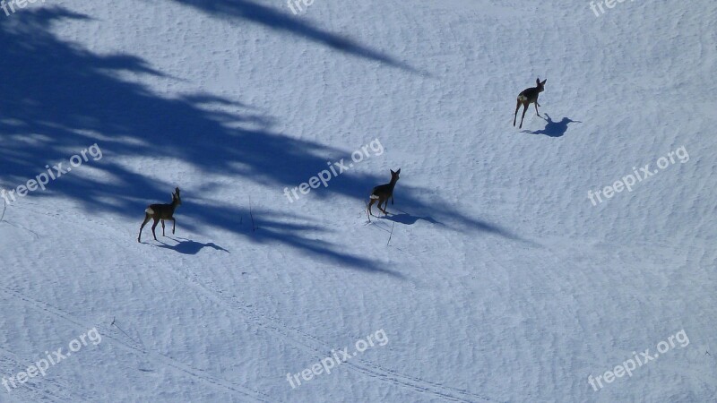 Animals Nature Deer Wild Snow