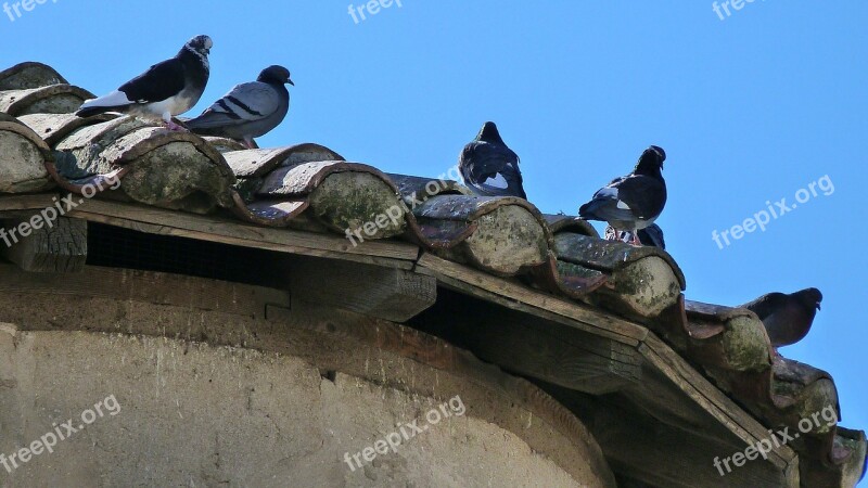 Birds Nature Pigeons Poles Roof