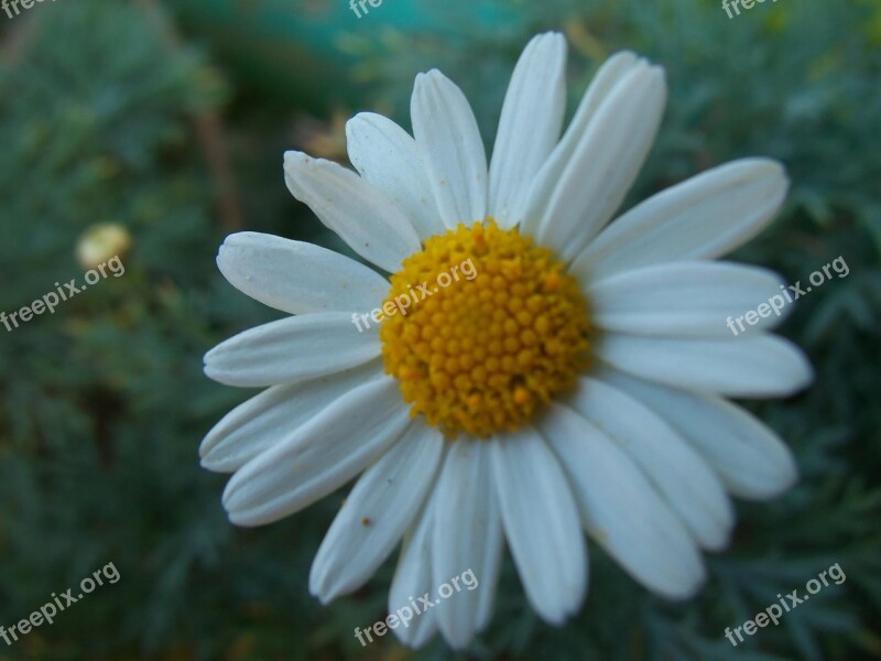 Flower Daisy Plant Nature Free Photos