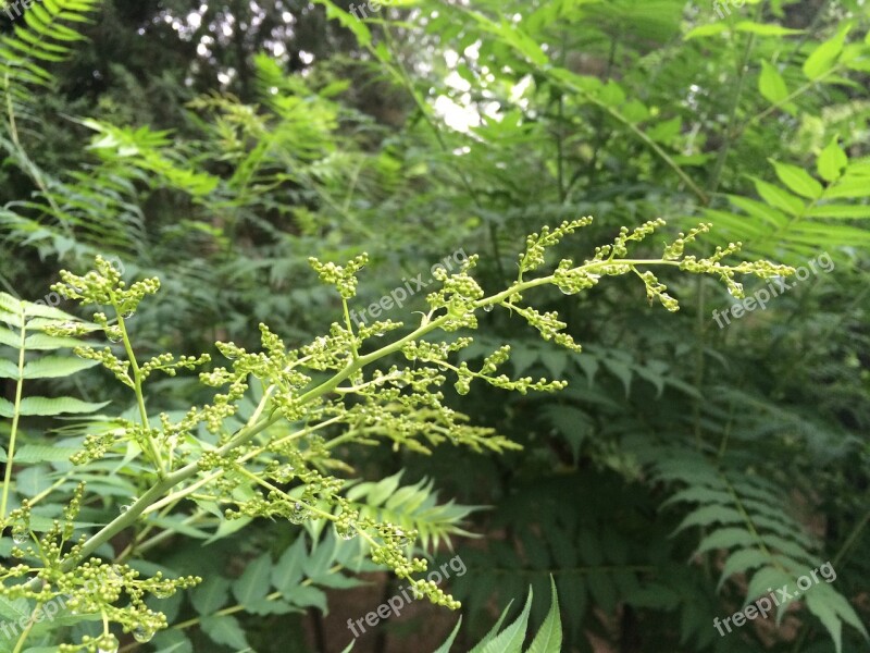 The Scenery The Leaves Summer Green Free Photos