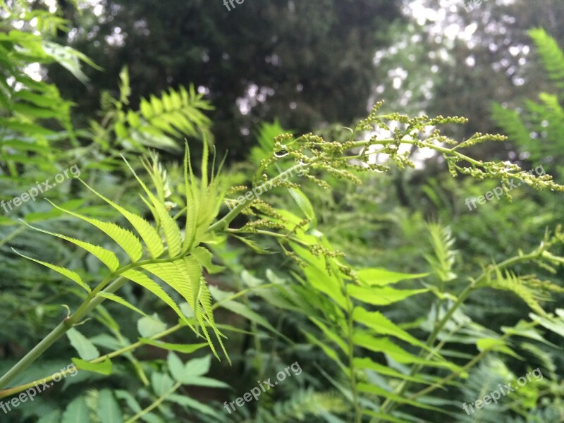 The Scenery The Leaves Summer Green Free Photos