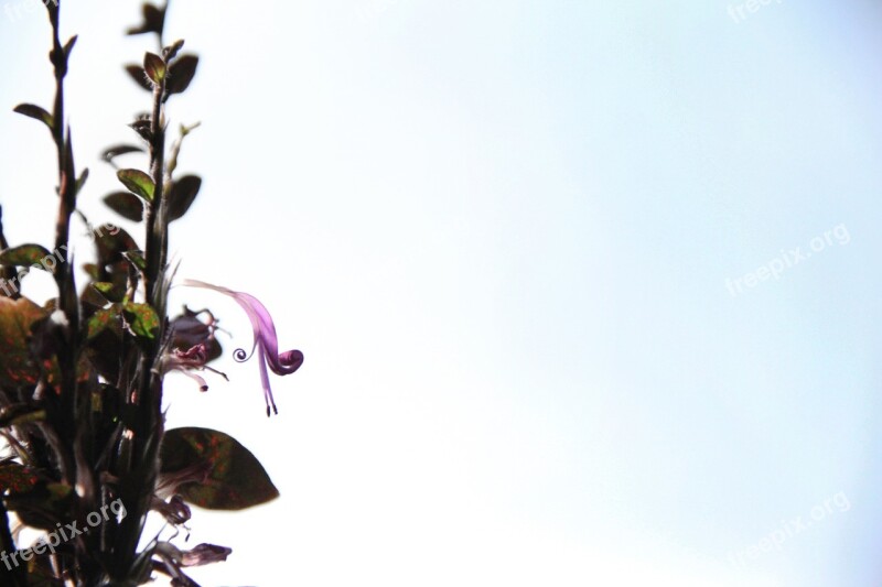 Wilting Elegant Graceful Delicate Houseplants