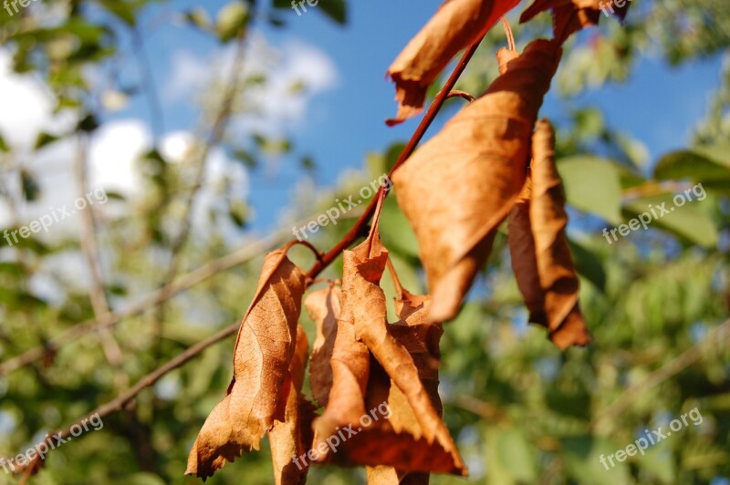 Foliage Sprig Nature Plant Tree