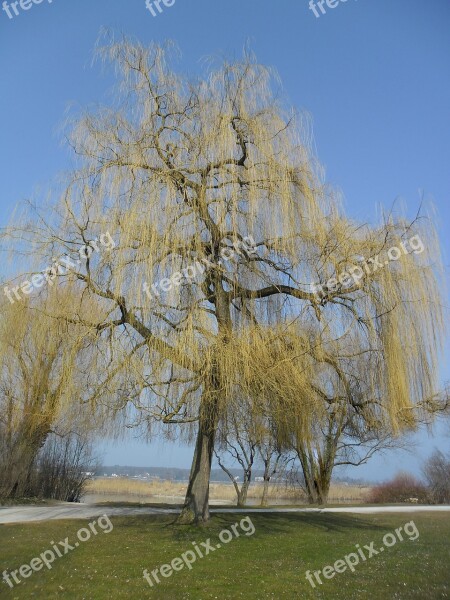 Tree Landscape Nature Sky Summer