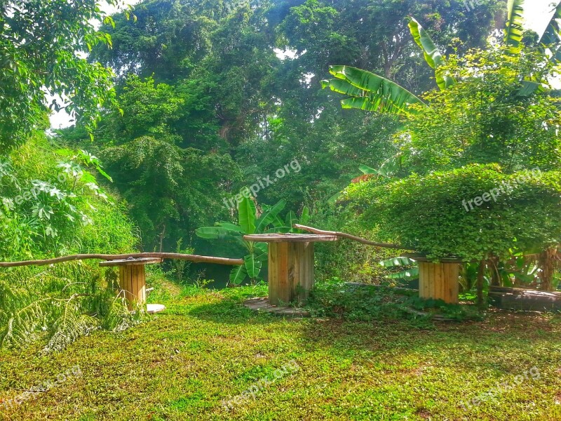 Farm Tree Puerto Rico Free Photos