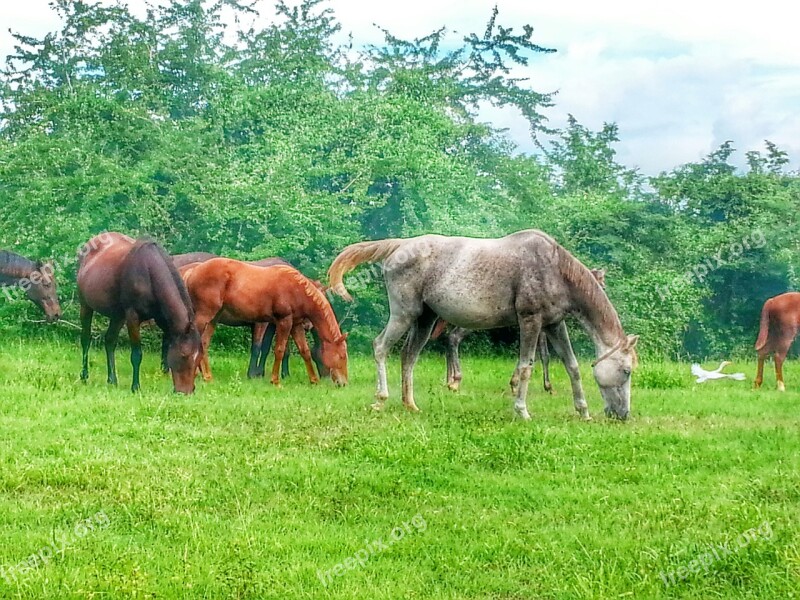 Horse Puerto Rico Green Free Photos