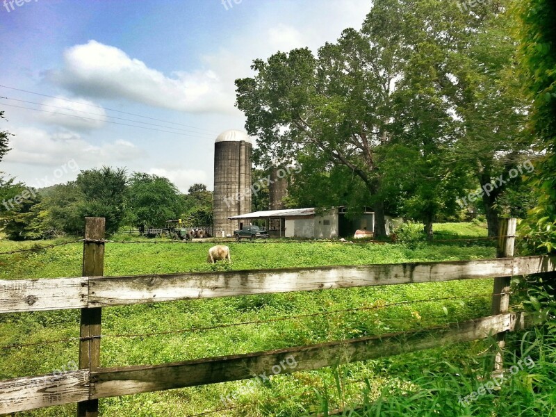 Farm Cow Puerto Rico Free Photos