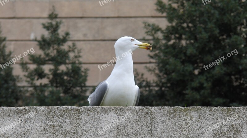 Bird Barcelona Spain Free Photos