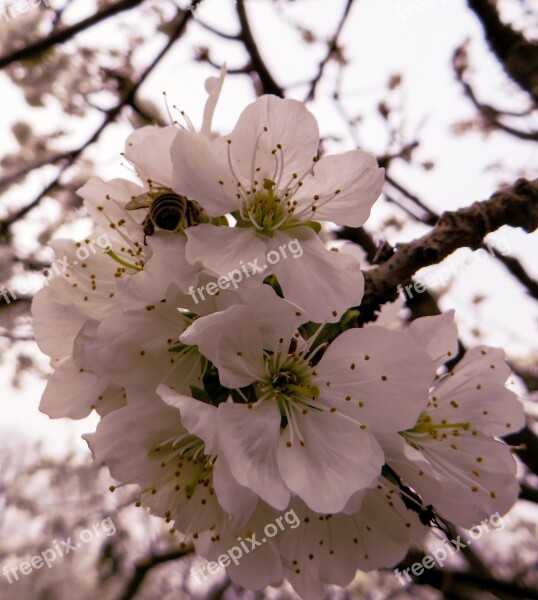 Spring Spring Awakening Blossom Bloom Cherry Blossom