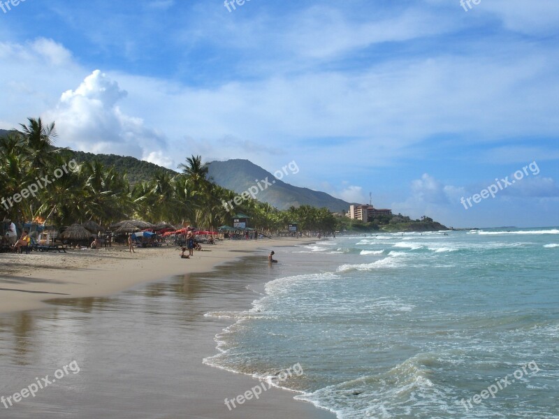 Beach Summer Daisy Nature Sea