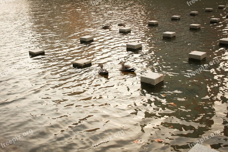 Duck Creek River Thunder Ducks Migratory Birds