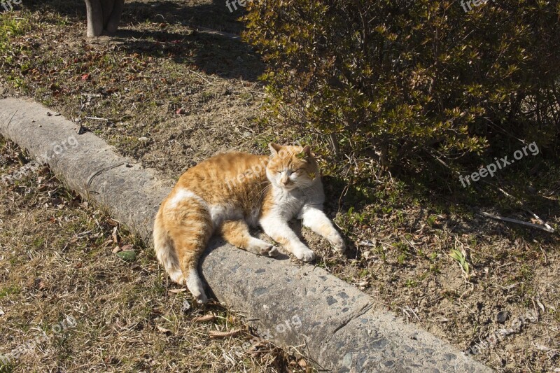 Cat Sun Siesta Park Cats