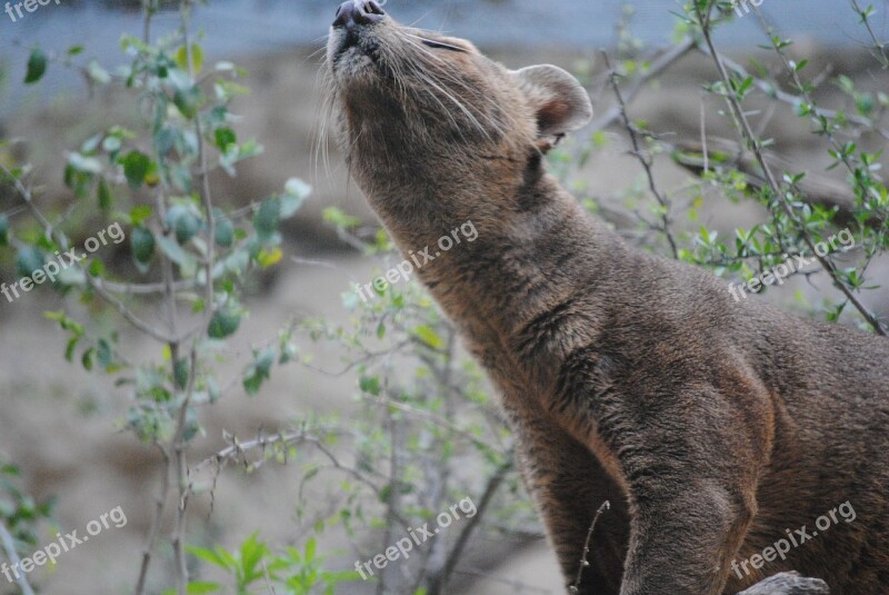 Fossa Mammal Madagascar Cryptoprocta Carnivore