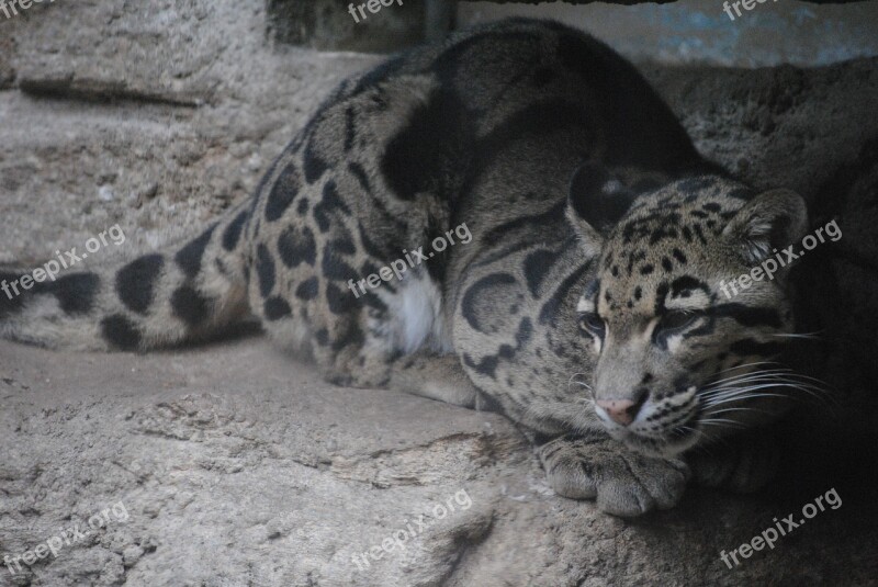 Jaguar Brown Blue Animal Wildlife