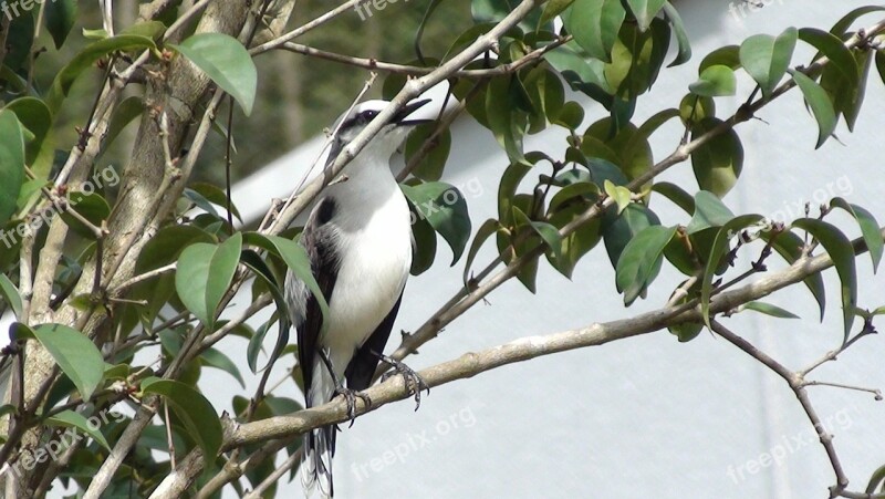 Bird Tree Nature Flying Tropical Birds